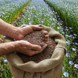 Common Flax, Brassicas